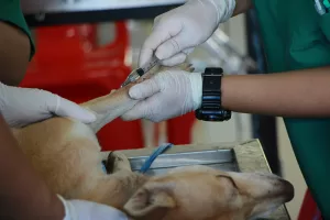 Cirugía veterinaria avanzada en Xaló: cuando la experiencia marca la diferencia