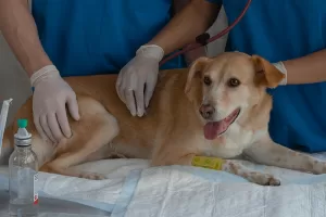 Dermatología veterinaria en Xaló: cuando la piel de tu mascota habla