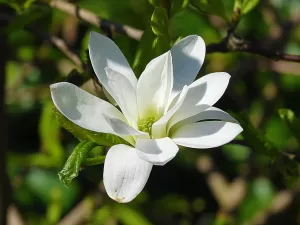 Cuidados de la Magnolia